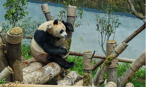 黔灵山公园熊猫叫什么名字_黔灵山公园熊猫