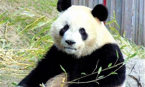 黔灵山公园熊猫名字_黔灵山公园熊猫名字叫