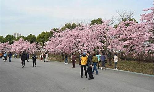 顾村公园樱花节展销会_顾村公园樱花节展销会地址